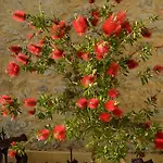 Castelli Olive Press Acharavi (Corfu)