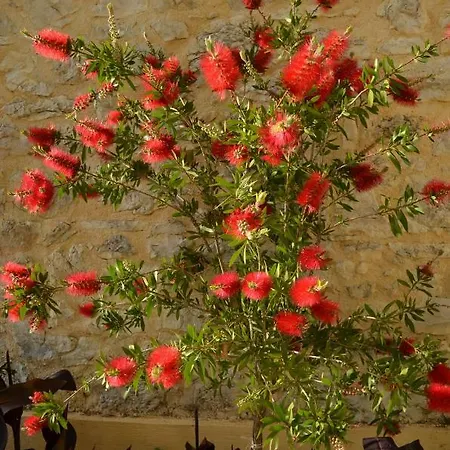 Castelli Olive Press Acharavi (Corfu)