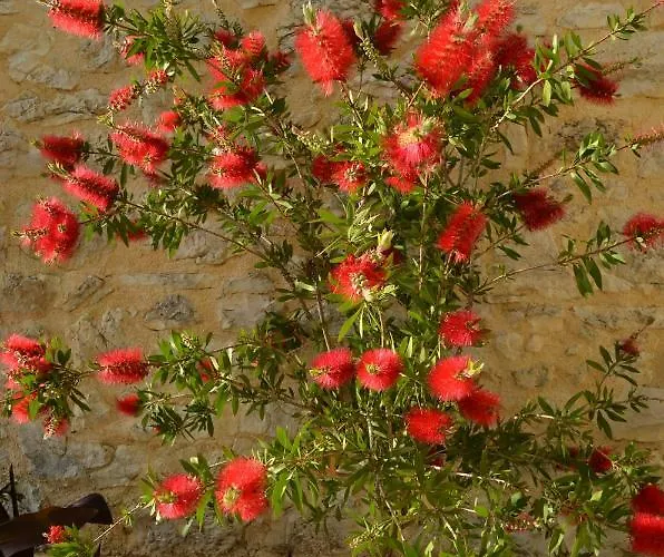 Castelli Olive Press Acharavi (Corfu)